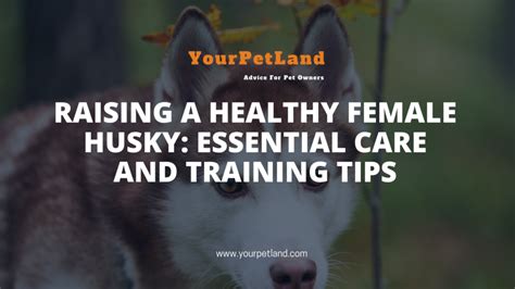 Raising a Healthy Female Husky: Essential Care and Training Tips