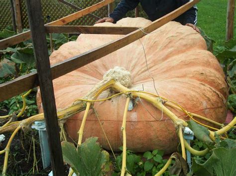 2011 1818.5 World Record – Pumpkin Fanatic – Growing Giant Pumpkins