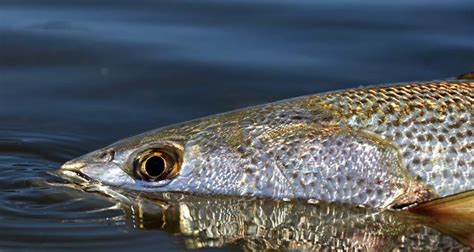 Trophy Weakfish | On The Water