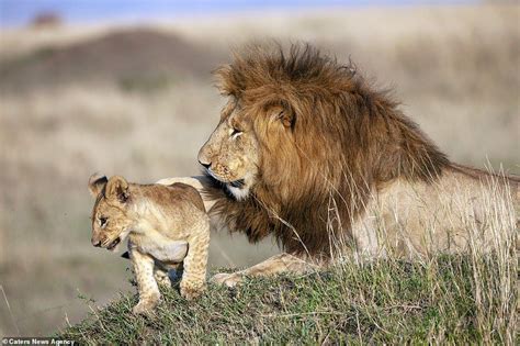 Cub gives his father a hug in scene reminiscent of Lion King | Lions ...