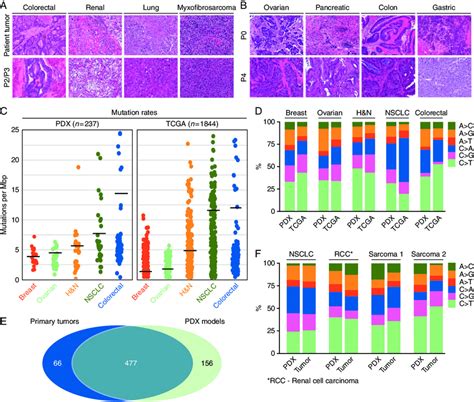 PDX models preserve the histopathology and genetic landscape of the... | Download Scientific Diagram