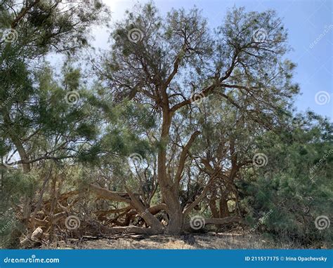 Tamarisk Tree Stock Photography | CartoonDealer.com #187671914