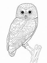Owl Coloring Page Printable sketch template