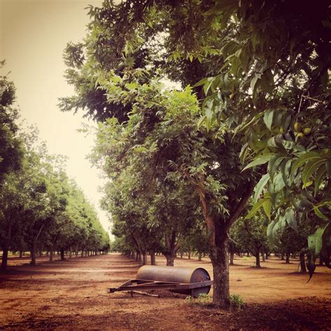 Texas Pecan Orchard #RoyaltyPecanFarms Country Barns, Country Living, Country Roads, Harvesting ...