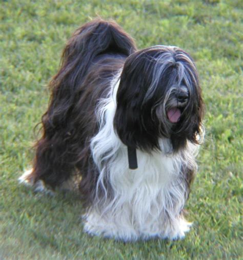 Tibetan Terrier Unique Breed Of Himalayan Mountains ~ planetanimalzone