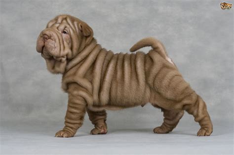 wrinkled dog - Google Search | Cute cats and dogs, Shar pei dog, Wrinkle dogs