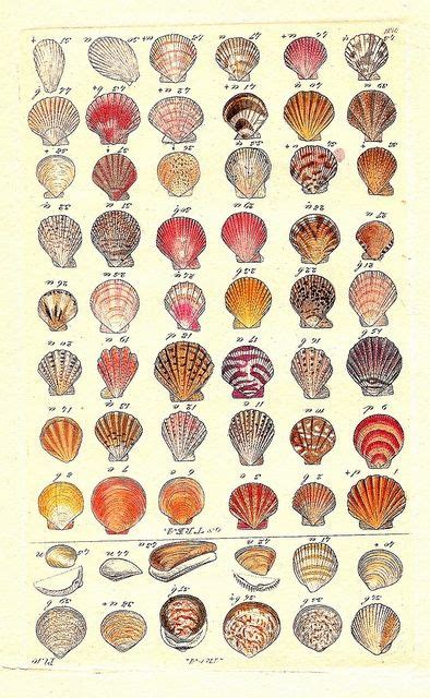 57 best Seashell identification (around the world) images on Pinterest | Seashells, Conch shells ...