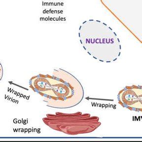 Schematic representation of the Orthopoxvirus replication cycle and ...