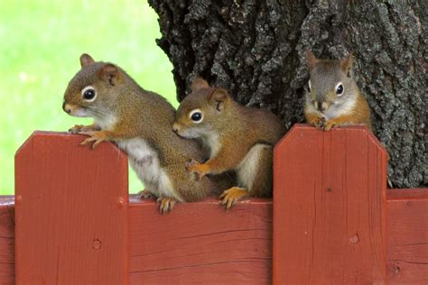 Pine squirrels love, love, love their pines! | Welcome Wildlife