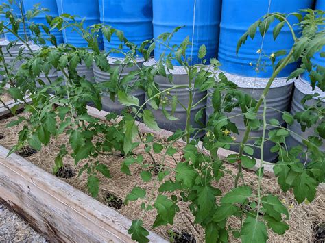 Greenhouse Tomatoes - Rural Studio