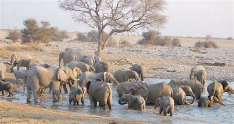 Namibia Wildlife Tours | Andean Trails