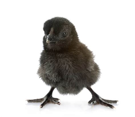 Ayam Cemani Breed Information and Owner’s Guide | Chickens And More