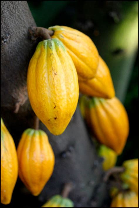 Lavender's Medicinal Uses | Chestnut School of Herbal Medicine