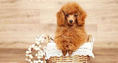 Miniature Poodle Dog Breed Traits, Care and Personality