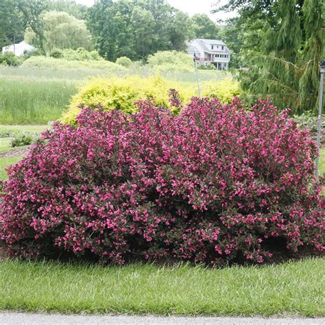 Wine & Roses Weigela | Spring Meadow - wholesale liners - Spring Meadow Nursery