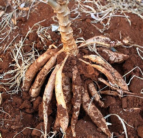 BUDIDAYA dan PENGEMBANGAN SINGKONG SEBAGAI KOMODITAS AGRO INDUSTRI