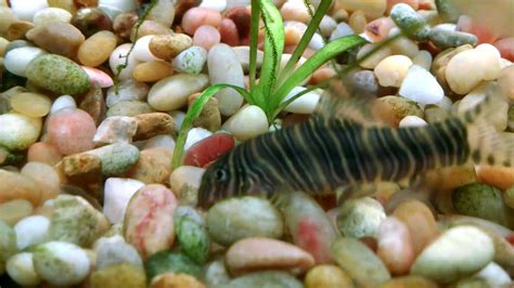 Zebra Loach • Care Guide (Tank Setup, Mates & Diet)