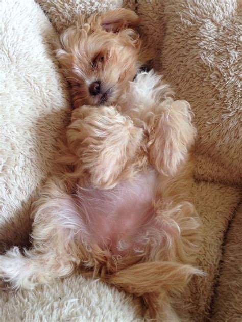 Sleep puppy maltipoo | Puppies, Cute animals, Sleeping puppies