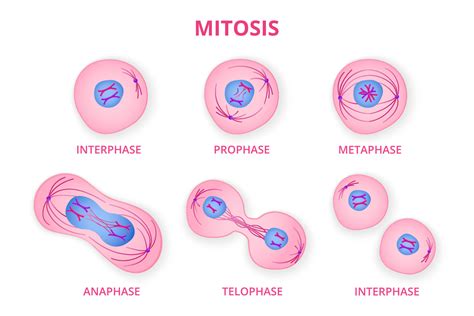 Process of division of organic cell. Stages of mitosis formation with metaphase and prophase ...