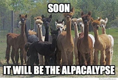 15 Hilarious Alpaca Memes That Will Have You Laughing All Day | Alpaca ...