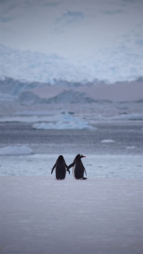 Wallpaper Penguins, Couple, Snow, Walk - Penguins Wallpaper Fof Samsung ...