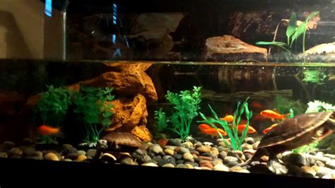 My 20 gallon long western painted turtle/Eastern mud turtle tank - YouTube