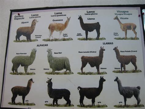 alpaca vs. llama | -l.i.l.l.i.a.n- | Flickr