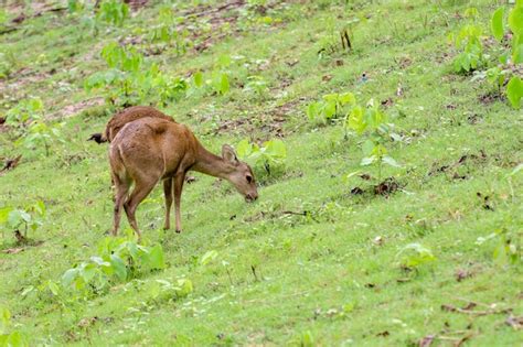 Premium Photo | The baby female deer in garden