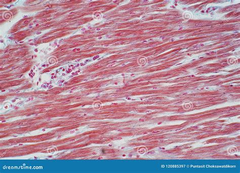 Histology of Human Cardiac Muscle Under Microscope View for Educ Stock Image - Image of body ...