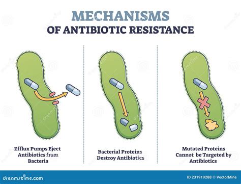 Antibiotics Mechanisms Of Action. Antibacterial Drugs Cartoon Vector ...