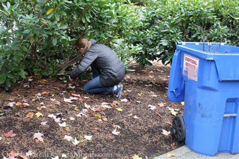 Mavis Garden Blog - Pruning Rhododendrons, Planting Carrots and Planning My Winter Garden - One ...