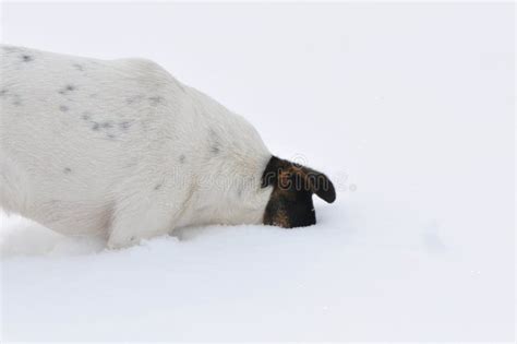 Dog digging a hole in snow stock photo. Image of cool - 111048802