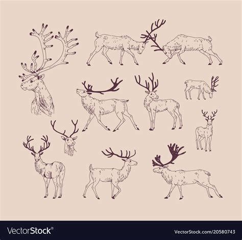 Collection of drawings deer in various poses Vector Image