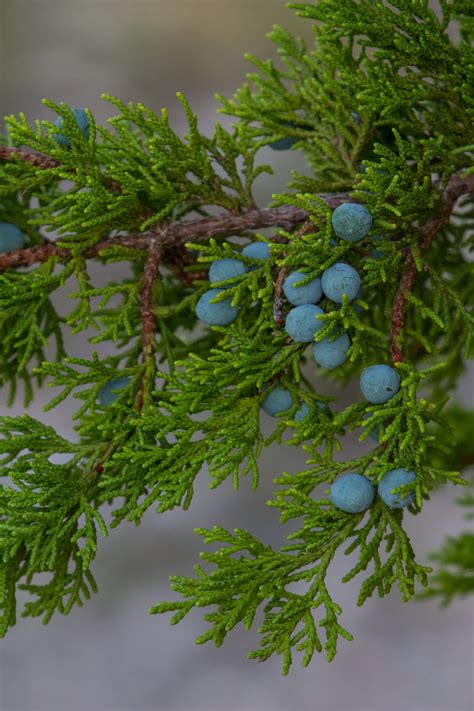 NatureWatch: Dispelling Common Myths of the Ashe Juniper