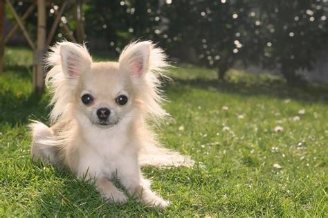 Long Haired Chihuahua: A Small And Mighty Furry Friend | Perfect Dog Breeds