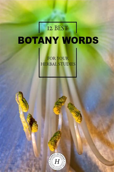 12 Best Botany Words for Your Herbal Studies