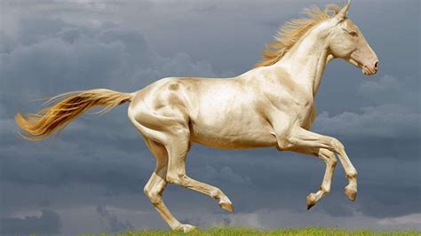 The Akhal-Teke horse, the jewel of Turkmenistan - Med-O-Med