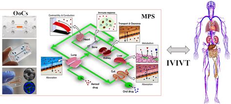 Organs-on-Chip - MedicalAvatars