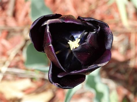 Black Tulip Photograph by Shannon Kietzman