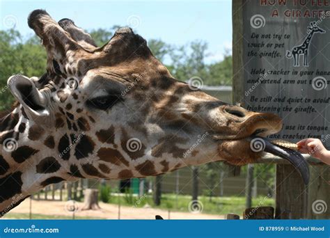 Giraffe Feeding stock image. Image of safari, animals, giraffe - 878959