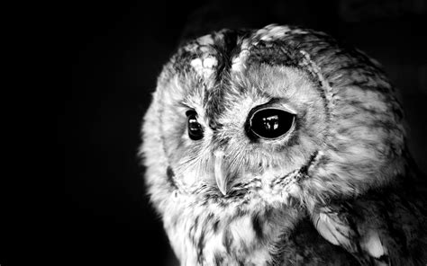 Black and White Owl Wallpapers - Top Free Black and White Owl Backgrounds - WallpaperAccess