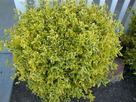 Golden Euonymus (Euonymus japonicus 'Aureo-Marginata') - Garden.org | Golden euonymus, Plants ...