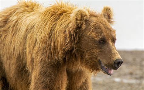 Another Brown Bear | Backcountry Gallery Photography Forums