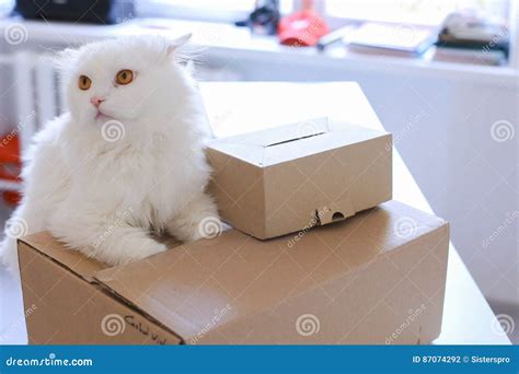 White Cat Sitting on Table and Wants To Get into Big Box. Stock Photo - Image of bars, gift ...