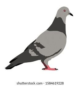 3,239 Pigeon Clipart Images, Stock Photos, 3D objects, & Vectors | Shutterstock