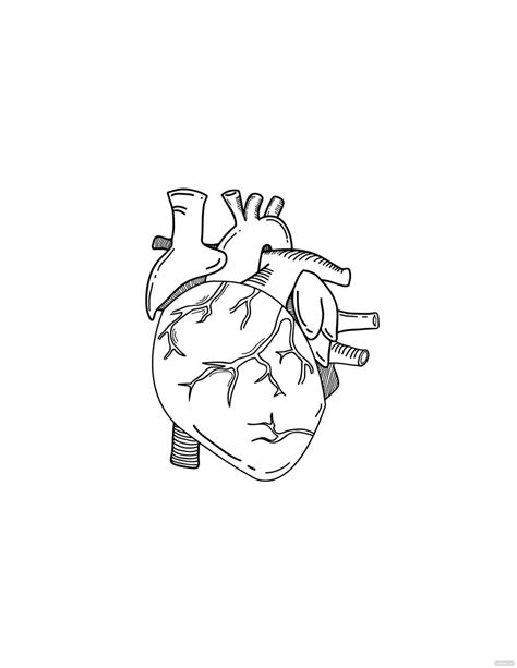 Artistic Anatomical Heart Drawing in Illustrator, PDF, JPG, EPS, SVG, PNG - Download | Template.net