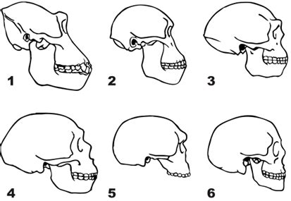 Human Evolution ( Real World ) | Earth Science | CK-12 Foundation