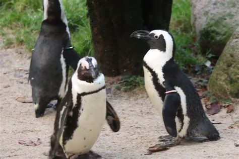 Homopaartje pinguïns in DierenPark Amersfoort bebroedt gestolen ei - Animals Today