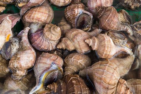 Pictures : sea snails | Edible sea snails at Japanese market — Stock Photo © Thamkc #183533962