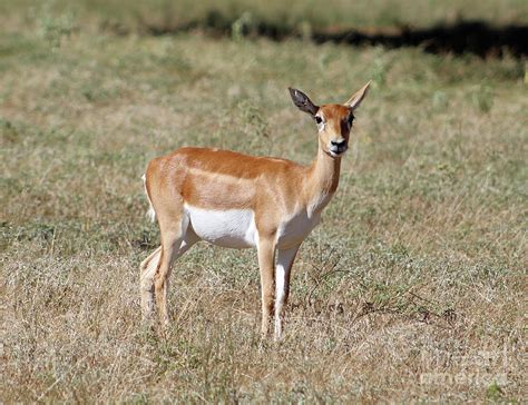 Blackbuck Antelope Photograph by Inspirational Photo Creations Audrey ...